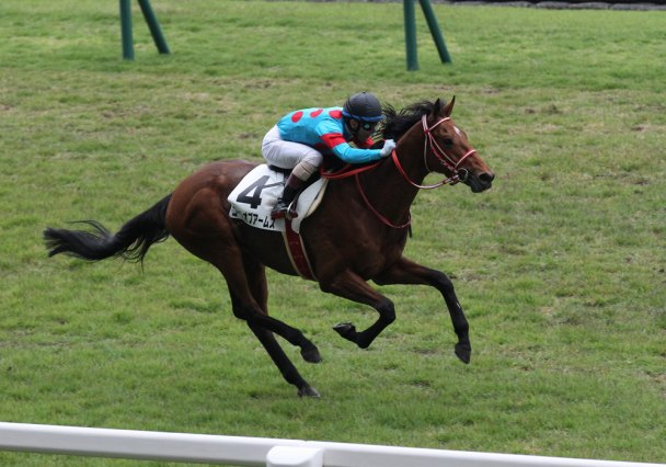 コートオブアームズの競走成績 血統 次走情報はwin 競馬