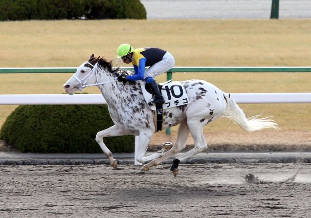 ブチコの競走成績 血統 次走情報はwin 競馬