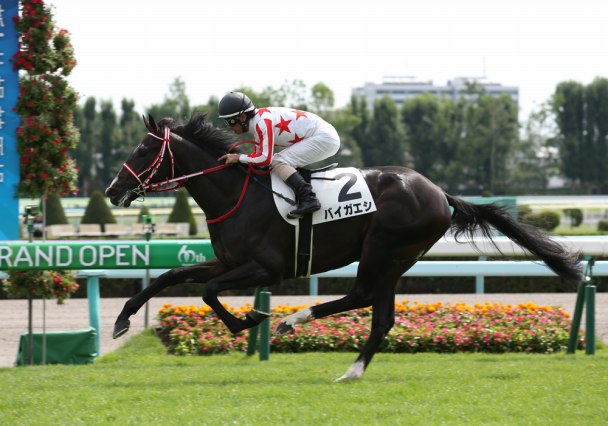 バイガエシの競走成績・血統・次走情報はWIN!競馬