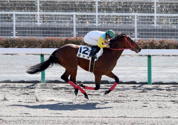 ヨシオの競走成績 血統 次走情報はwin 競馬