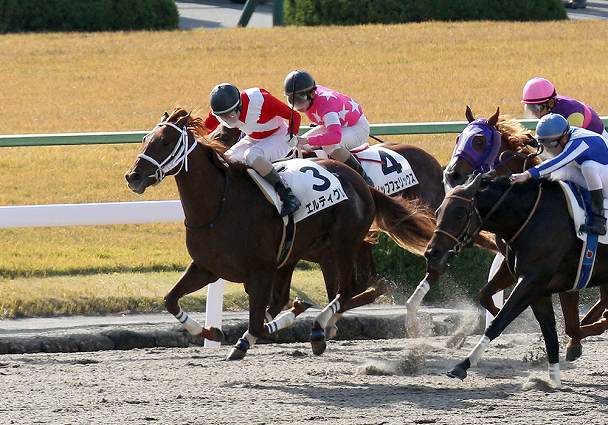 エルティグレの競走成績 血統 次走情報はwin 競馬